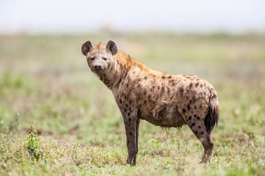 Afrika siyah benekli sırtlanı