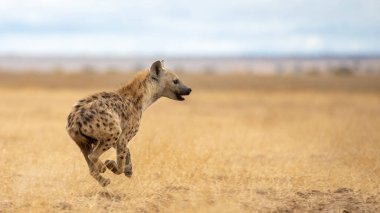 Afrika siyah benekli sırtlanı