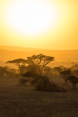 Ruaha Milli Parkı manzarası