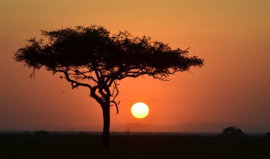 Ruaha Milli Parkı manzarası