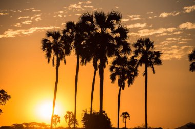 Ruaha Milli Parkı manzarası