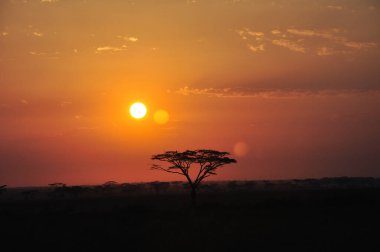 Ruaha Milli Parkı manzarası