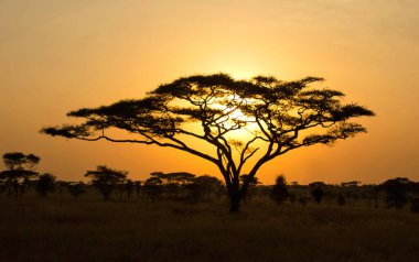 Ruaha Milli Parkı manzarası