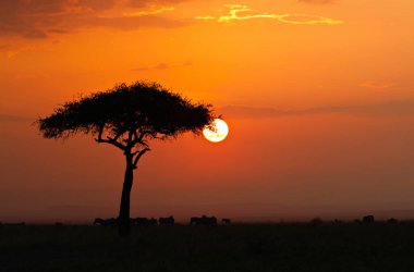 Ruaha Milli Parkı manzarası