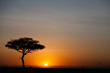 Ruaha Milli Parkı manzarası