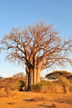 Ruaha Milli Parkı manzarası