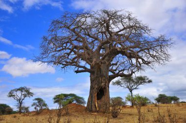Ruaha Milli Parkı manzarası