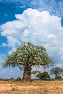 Ruaha Milli Parkı manzarası