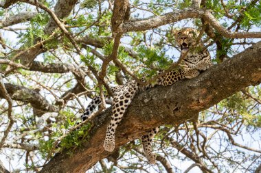 leopard in the african savannah clipart