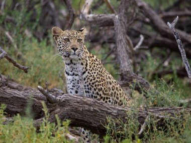 Afrika savanındaki leopar.