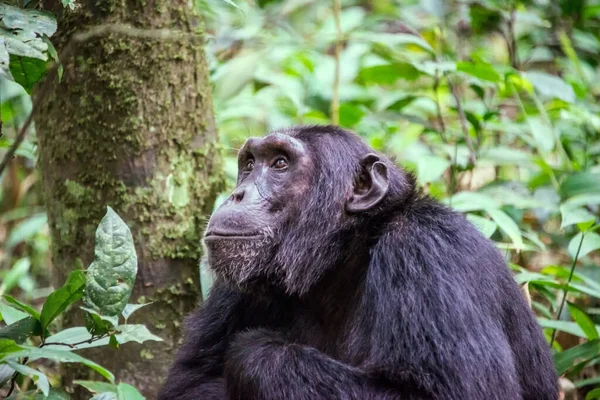 Parque Nacional Gombe Arroyo — Foto de Stock