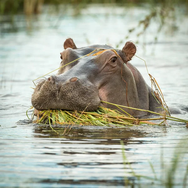 Nilpferd Amphibie Wildtiere Natürlichen Lebensraum Afrikanische Tierwelt Das Ist Afrika — Stockfoto