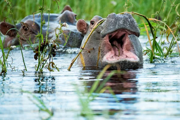 Flodhäst Amfibier Vilda Djur Naturmiljön Afrikanskt Djurliv Detta Afrika — Stockfoto