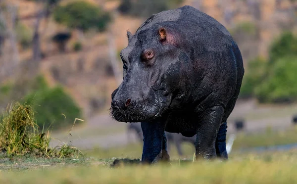 Hipopótamo Anfíbio Animal Selvagem Habitat Natural Vida Selvagem Africana Isto — Fotografia de Stock