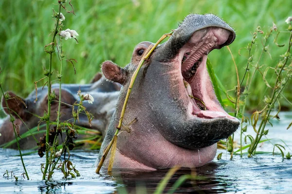 Nilpferd Amphibie Wildtiere Natürlichen Lebensraum Afrikanische Tierwelt Das Ist Afrika — Stockfoto