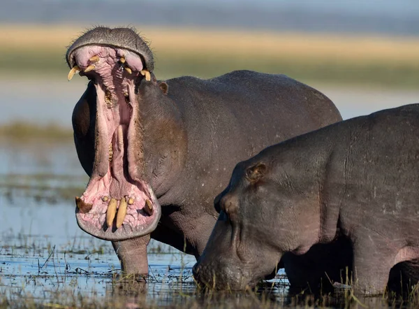 Hroch Obojživelný Divoká Zvěř Přírodním Prostředí Africká Divoká Zvěř Tohle — Stock fotografie