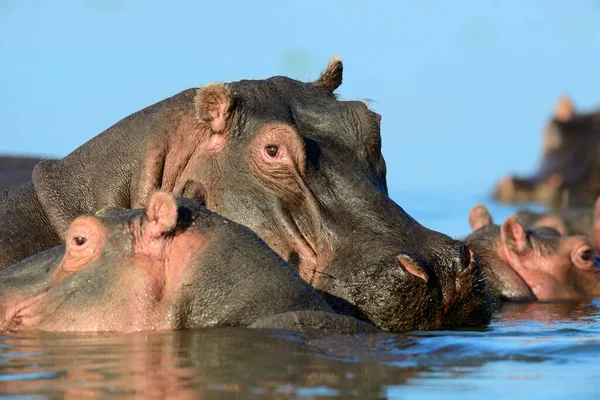 Ippopotamo Anfibio Animali Selvatici Nell Habitat Naturale Fauna Selvatica Africana — Foto Stock