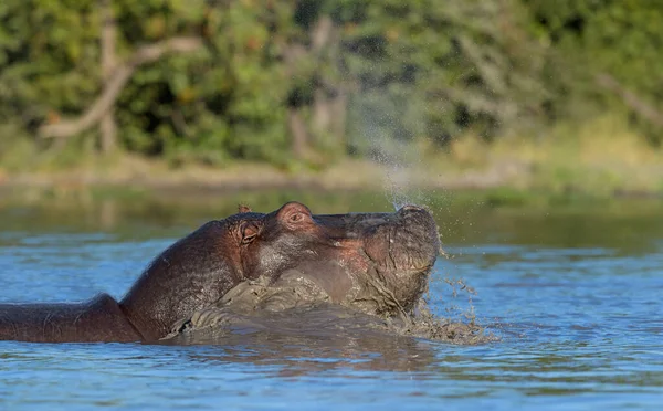 Hippopotamus Amphibius Дика Тварина Природному Середовищі Африканська Дика Природа Африка — стокове фото