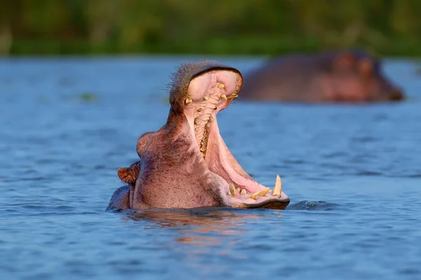 Nilpferd Amphibie Wildtiere Natürlichen Lebensraum Afrikanische Tierwelt Das Ist Afrika — Stockfoto