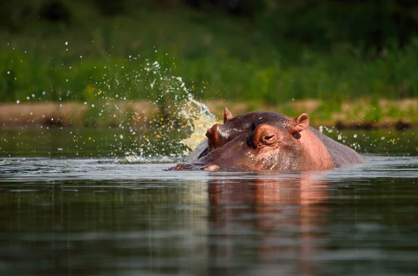 Hippopotame Amphibie Animaux Sauvages Dans Habitat Naturel Faune Africaine Est — Photo