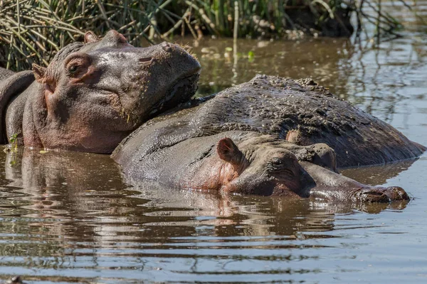Hippopotamus Amphibius Дика Тварина Природному Середовищі Африканська Дика Природа Африка — стокове фото