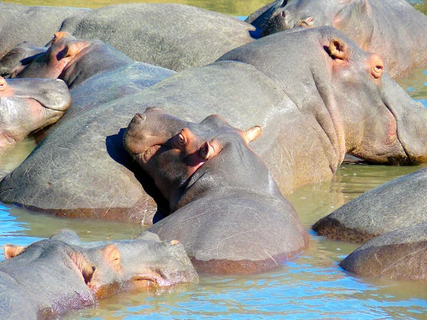 Anfibio Hipopótamo Animal Salvaje Hábitat Natural Vida Silvestre Africana Esto — Foto de Stock