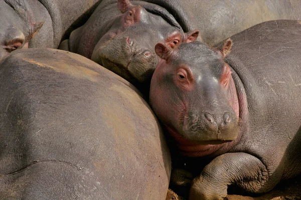 Hippopotamus Amfibi Doğal Ortamında Vahşi Bir Hayvan Afrika Yaban Hayatı — Stok fotoğraf