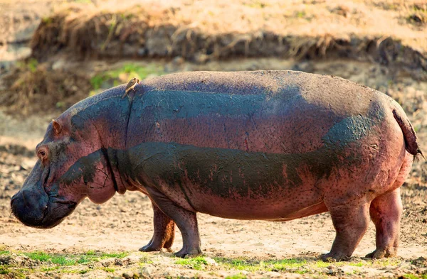 Hipopótamo Anfíbio Animal Selvagem Habitat Natural Vida Selvagem Africana Isto — Fotografia de Stock