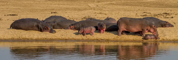 Nilpferd Amphibie Wildtiere Natürlichen Lebensraum Afrikanische Tierwelt Das Ist Afrika — Stockfoto