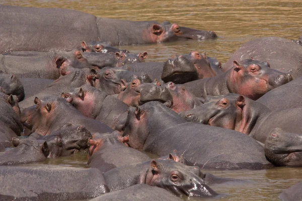 Hipopótamo Anfíbio Animal Selvagem Habitat Natural Vida Selvagem Africana Isto — Fotografia de Stock