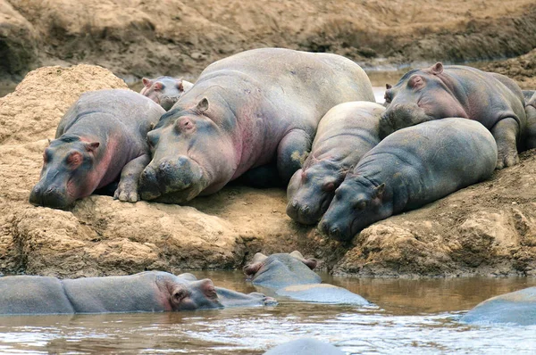 Hippopotamus Amfibi Doğal Ortamında Vahşi Bir Hayvan Afrika Yaban Hayatı — Stok fotoğraf