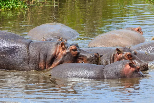 Hippopotame Amphibie Animaux Sauvages Dans Habitat Naturel Faune Africaine Est — Photo