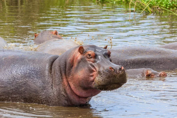 Hippopotamus Amfibi Doğal Ortamında Vahşi Bir Hayvan Afrika Yaban Hayatı — Stok fotoğraf
