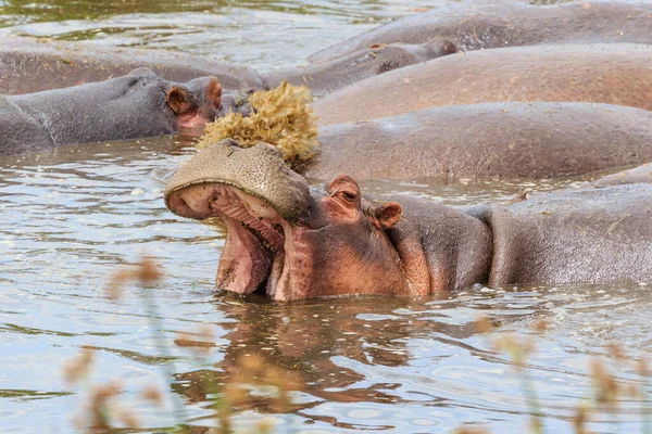 Hipopótamo Anfíbio Animal Selvagem Habitat Natural Vida Selvagem Africana Isto — Fotografia de Stock