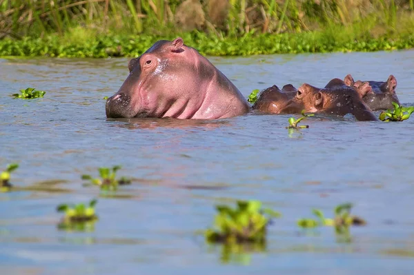 Hipopótamo Anfíbio Animal Selvagem Habitat Natural Vida Selvagem Africana Isto — Fotografia de Stock