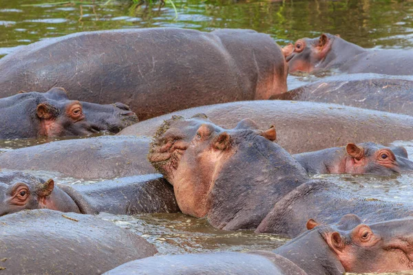 Hippopotamus Amfibi Doğal Ortamında Vahşi Bir Hayvan Afrika Yaban Hayatı — Stok fotoğraf