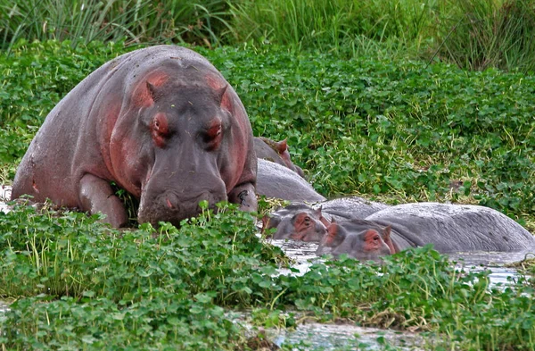 Hippopotamus Amfibius Villdyr Naturens Habitat Afrikansk Dyreliv Dette Afrika – stockfoto