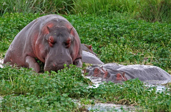 Hipopótamo Anfíbio Animal Selvagem Habitat Natural Vida Selvagem Africana Isto — Fotografia de Stock