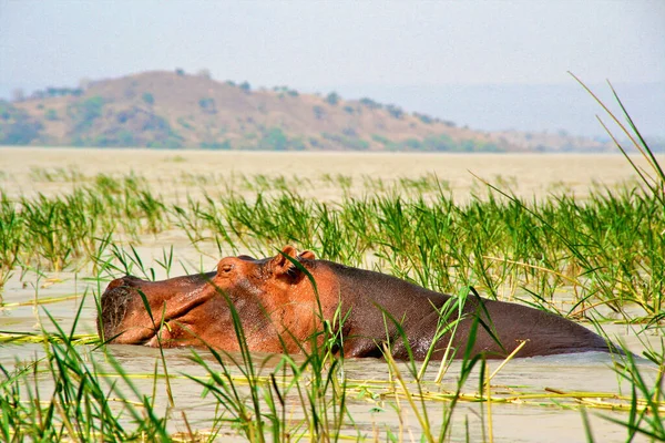 Nilpferd Amphibie Wildtiere Natürlichen Lebensraum Afrikanische Tierwelt Das Ist Afrika — Stockfoto