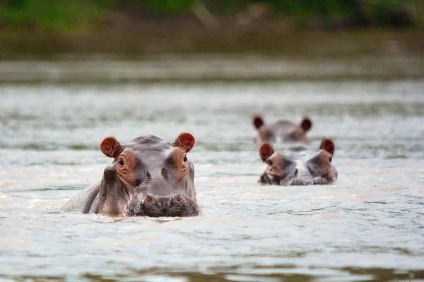 Hippopotame Amphibie Animaux Sauvages Dans Habitat Naturel Faune Africaine Est — Photo