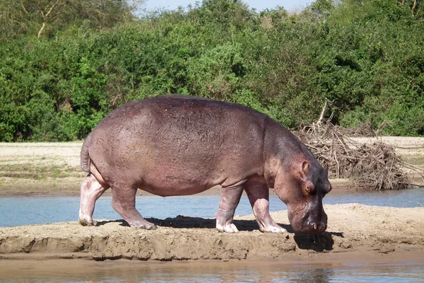 Hipopótamo Anfíbio Animal Selvagem Habitat Natural Vida Selvagem Africana Isto — Fotografia de Stock