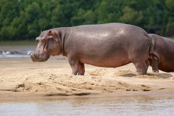 Hippopotamus Amphibius Wild Animal Nature Habitat African Wildlife Africa — Stock Photo, Image