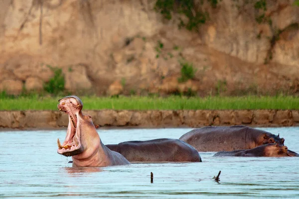 Hippopotamus Amphibius Дика Тварина Природному Середовищі Африканська Дика Природа Африка — стокове фото