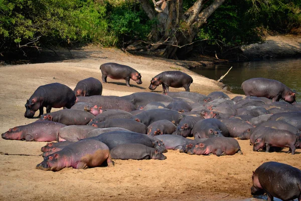 Ippopotamo Anfibio Animali Selvatici Nell Habitat Naturale Fauna Selvatica Africana — Foto Stock