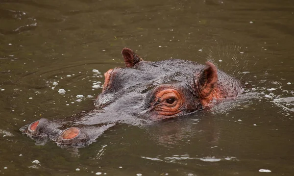 Hippopotame Amphibie Animaux Sauvages Dans Habitat Naturel Faune Africaine Est — Photo