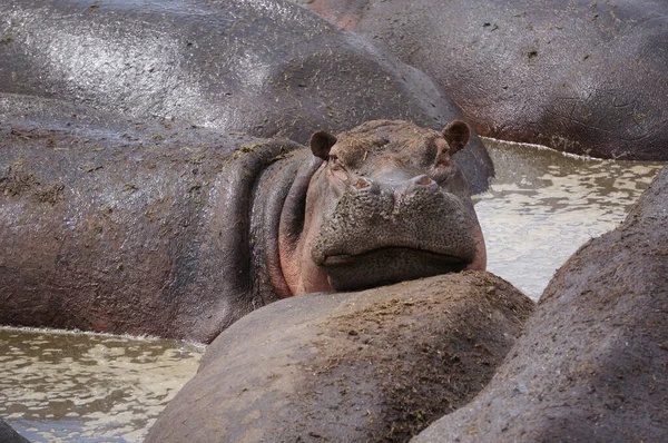 Anfibio Hipopótamo Animal Salvaje Hábitat Natural Vida Silvestre Africana Esto —  Fotos de Stock