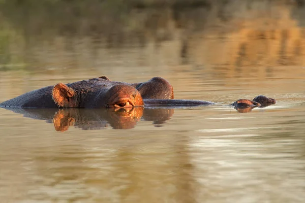 Hippopotame Amphibie Animaux Sauvages Dans Habitat Naturel Faune Africaine Est — Photo