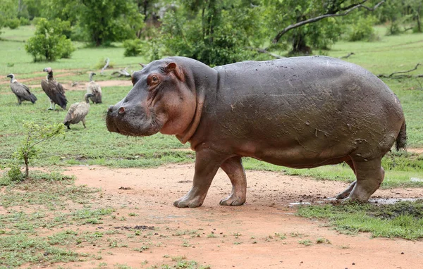 Hippopotame Amphibie Animaux Sauvages Dans Habitat Naturel Faune Africaine Est — Photo