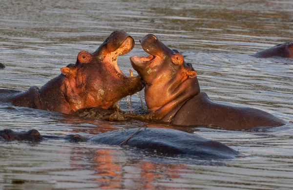 Hippopotame Amphibie Animaux Sauvages Dans Habitat Naturel Faune Africaine Est — Photo