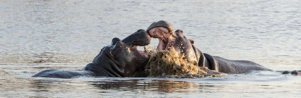 Hippopotamus Amphibius Дика Тварина Природному Середовищі Африканська Дика Природа Африка — стокове фото